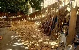 سلطان نان بربری ایران دستگیر شد +فیلم