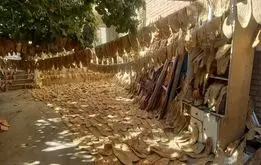 سلطان نان بربری ایران دستگیر شد +فیلم