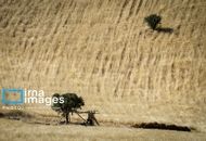 خبر مهم درباره قیمت جدید گندم/ نرخ پیشنهادی برای هر کیلوگرم گندم 
