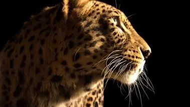 خبر داغ زمستانی | تپال آفتابی شد + عکس و فیلم 
