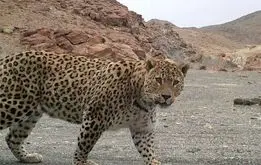 حمله پلنگ و مرگ تلخ یک جوان در تربت حیدریه