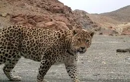 حمله پلنگ و مرگ تلخ یک جوان در تربت حیدریه
