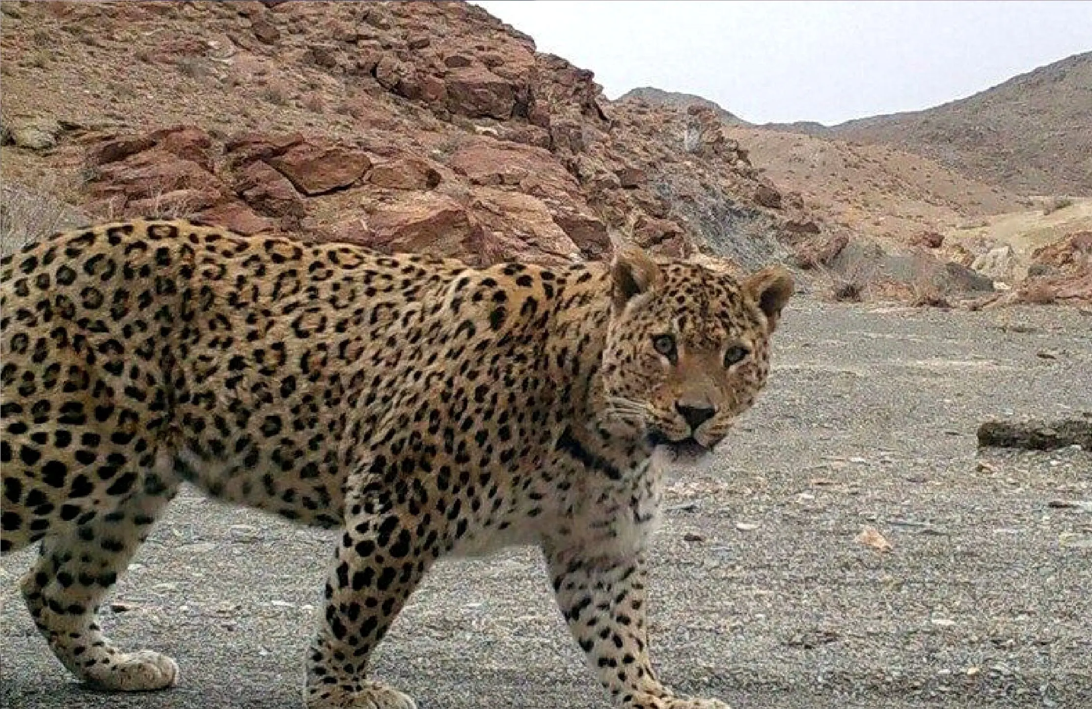 حمله پلنگ و مرگ تلخ یک جوان در تربت حیدریه