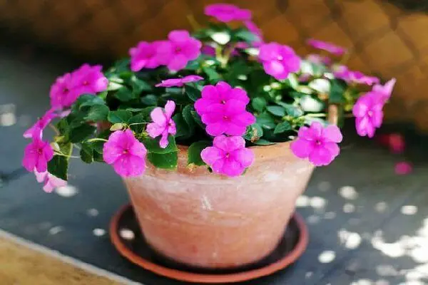 با گل حنا و خواص آن برای درمان چشم درد آشنا شوید

