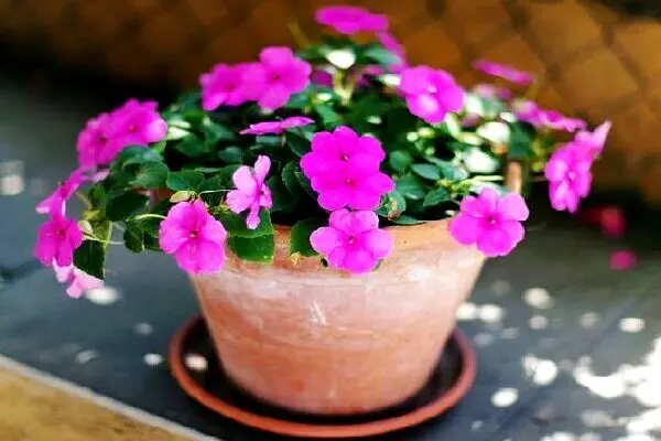 با گل حنا و خواص آن برای درمان چشم درد آشنا شوید

