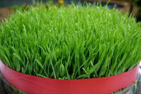 فلسفه سبزه گره زدن در سیزده بدر