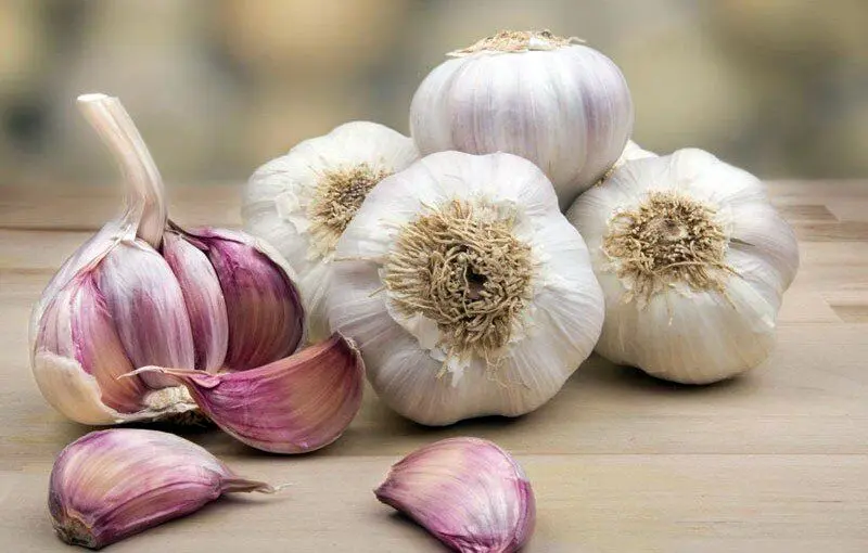 راه رهایی از بوی بد دهان بعد از خوردن سیر +عکس