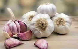 راه رهایی از بوی بد دهان بعد از خوردن سیر +عکس