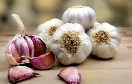 راه رهایی از بوی بد دهان بعد از خوردن سیر +عکس