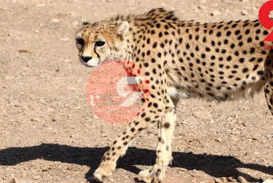 یوزپلنگ ایرانی  ایران خانم