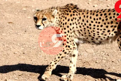 یوزپلنگ ایرانی  ایران خانم
