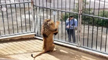 تعلیق ۴ باغ وحش در کشور / ماجرا چه بود؟