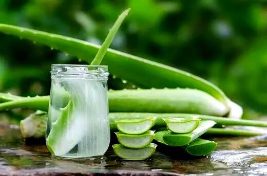 فواید عجیب آلوئه‌ورا برای مو که نمی‌دانستید