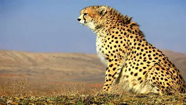حال و روز «هلیا» را ببینید + فیلم