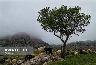 دره ارغوان