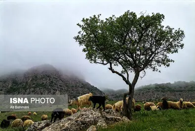 دره ارغوان