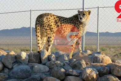 یوزپلنگ ایرانی  ایران خانم