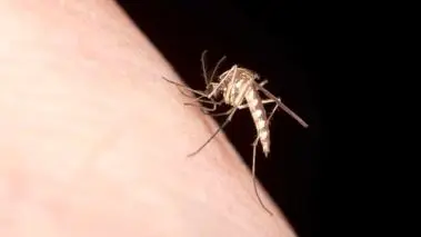 راز جذابیت افراد برای پشه‌ها بالاخره کشف شد