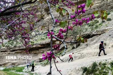 دره ارغوان